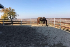 Griglia per Fondi Equestri